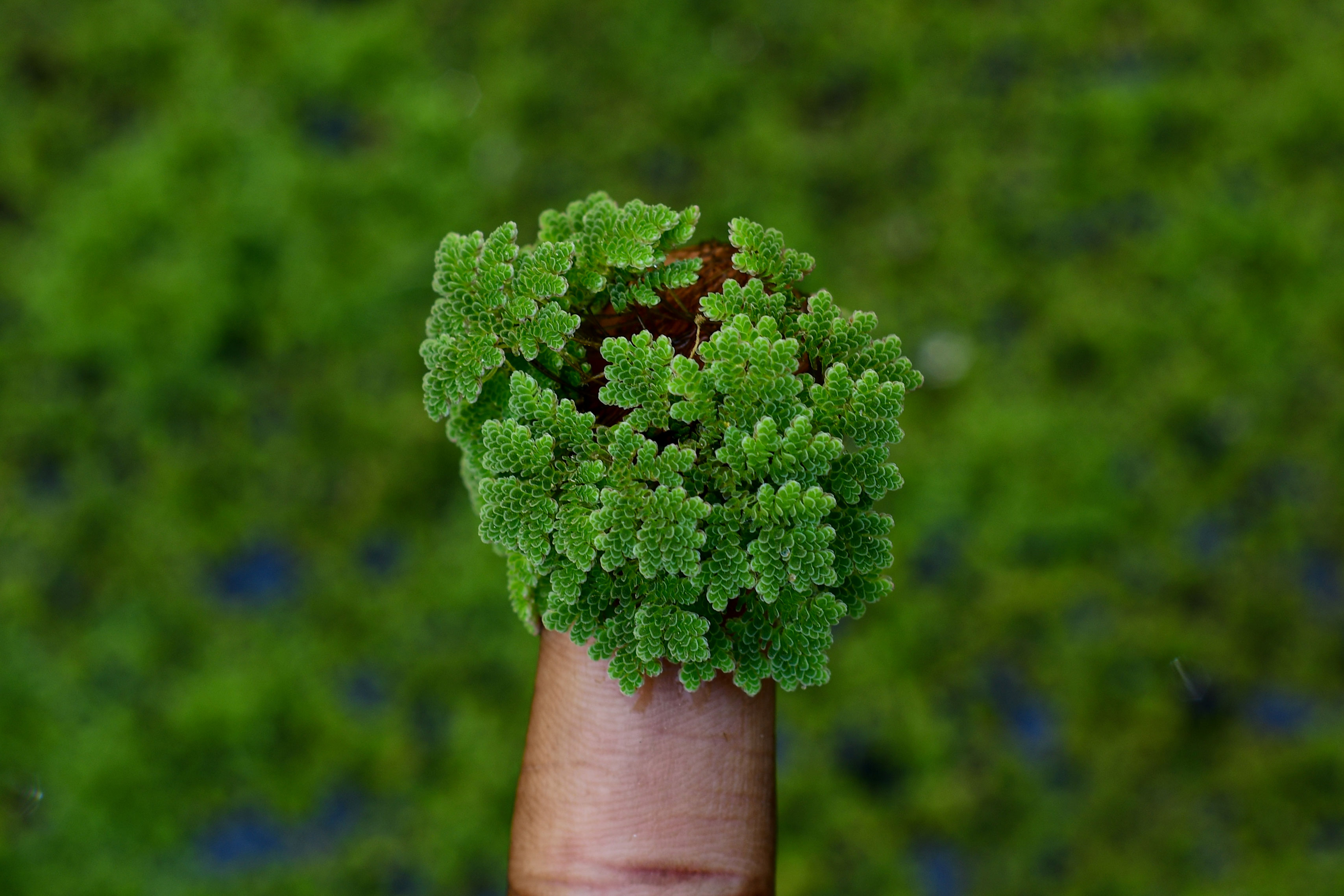 Azolla