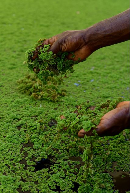 The Power of Azolla: A Sustainable Feed Solution